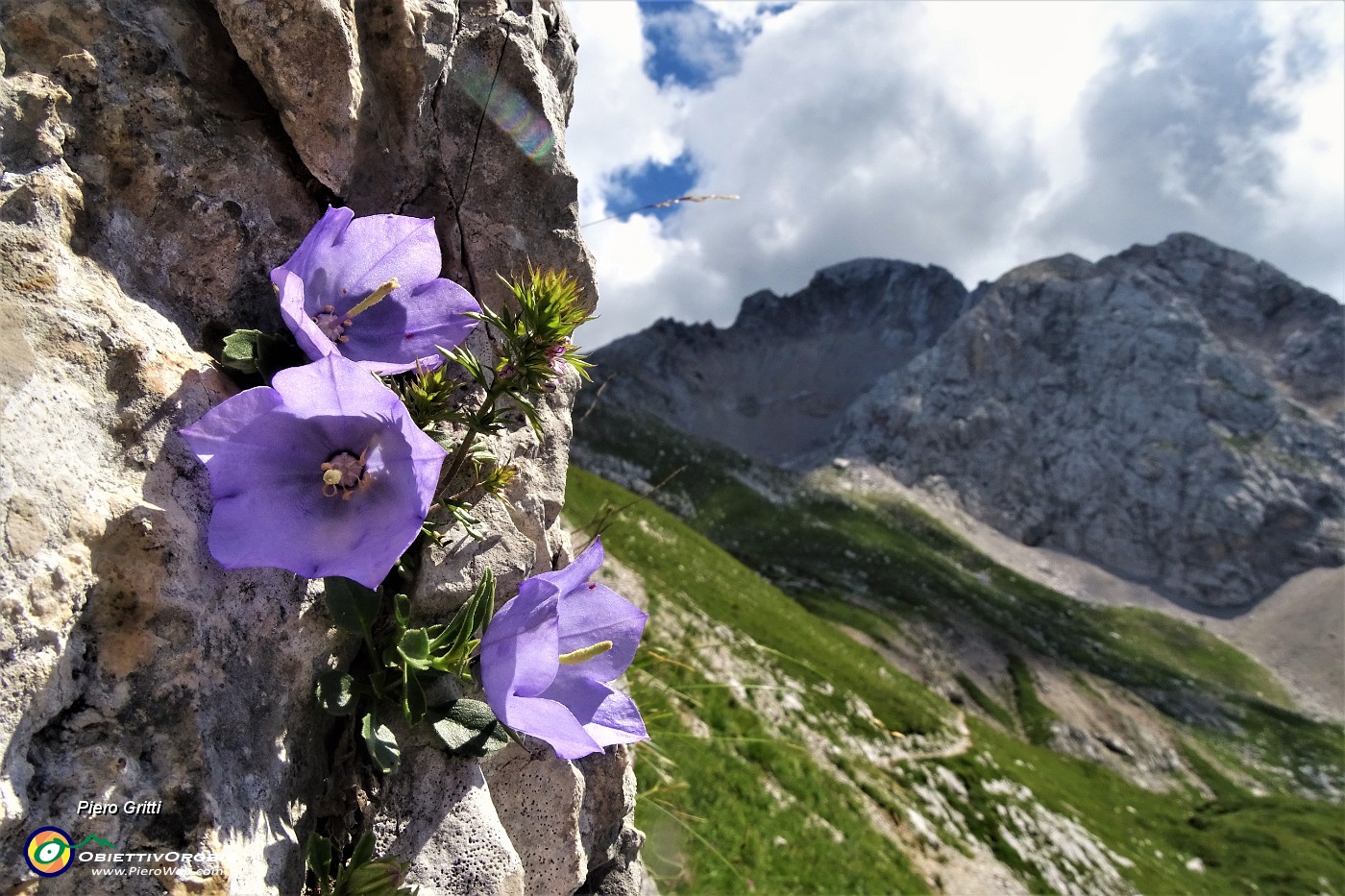 66 Campanula dell'Arciduca (Campanula Raineri) con vista in Nord Arera.JPG